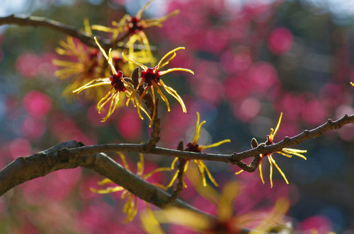京王百草園201403-10