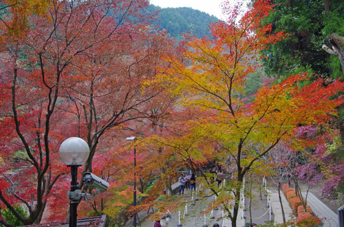 高尾山201111-19