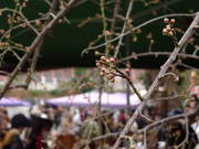 高幡不動尊090118-3