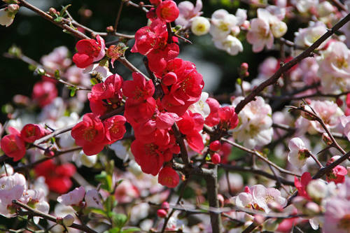 高幡不動尊20100327-4