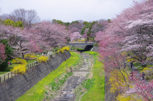 昭和記念公園201204-1