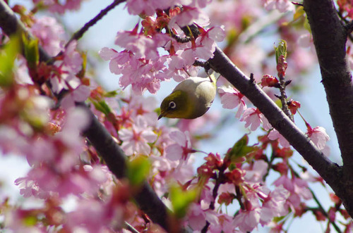 昭和記念公園201204-3