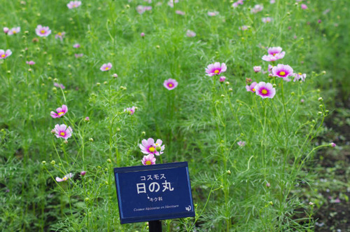 昭和記念公園201209-15