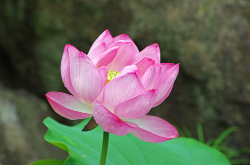 高幡不動201407-13