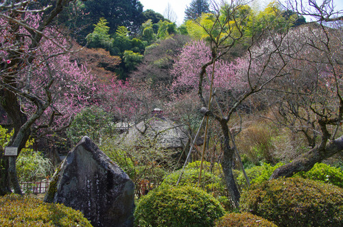 京王百草園201104-11