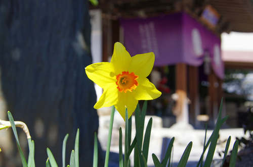 高幡不動尊201104-4