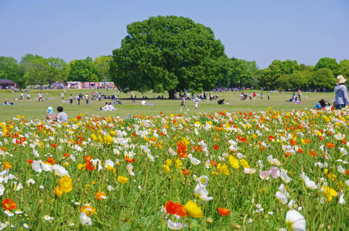 昭和記念公園201405-9