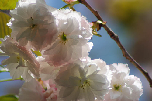 昭和記念公園201204-15