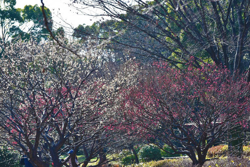昭和記念公園201601-6