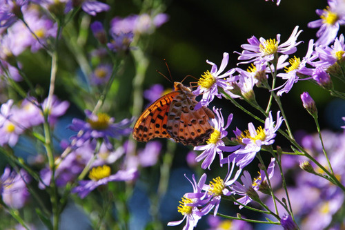 昭和記念公園201010-11