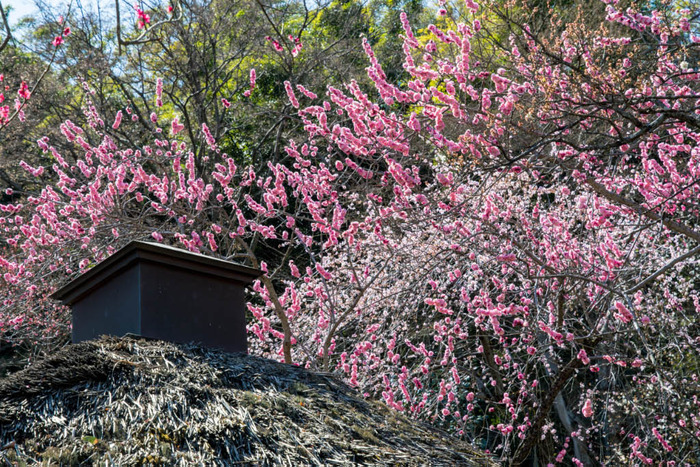 京王百草園201803