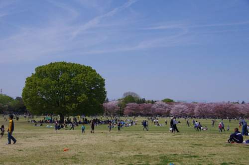 昭和記念公園菜の花と桜201104-2