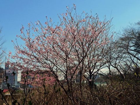 高幡不動尊早咲桜-1
