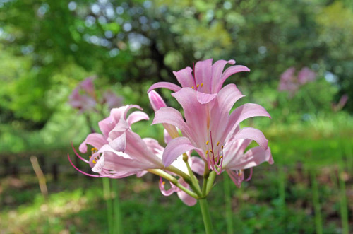 昭和記念公園201408-11