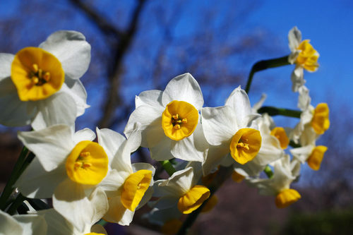 百草園20100130-7