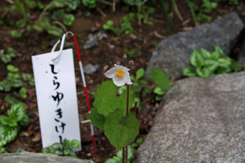 高幡不動尊春201004-4