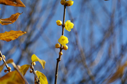百草園20101219-3