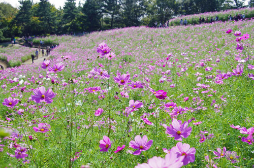 昭和記念公園201305-11