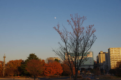 昭和記念公園201312−11