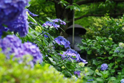 高幡不動尊201006-10