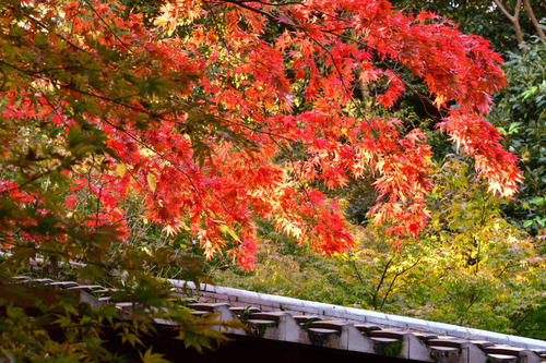 京王百草園201611