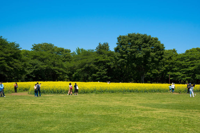 昭和記念公園201804