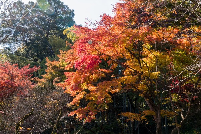 京王百草園201811