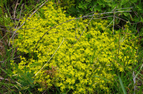 河川敷の花201106-2