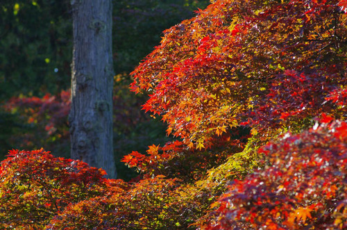 高幡不動尊201111-15
