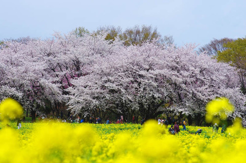 昭和記念公園201404-5