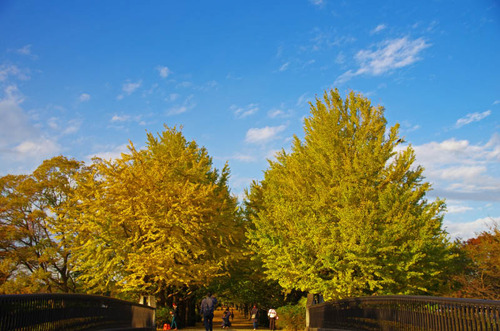 昭和記念公園201311-1