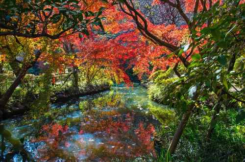 京王百草園201311-7