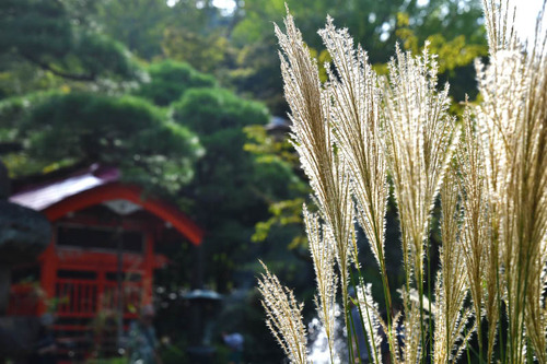 高幡不動尊201609