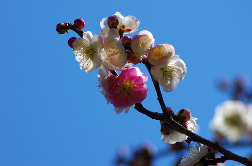 京王百草園201103-12