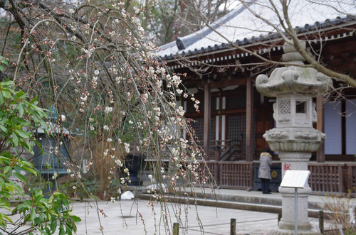 高幡不動201403-5