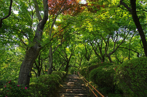 京王百草園201305-4