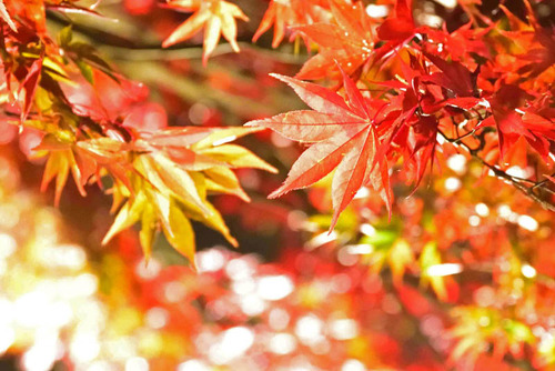 京王百草園2015-9