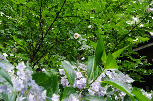高幡不動尊201006-8