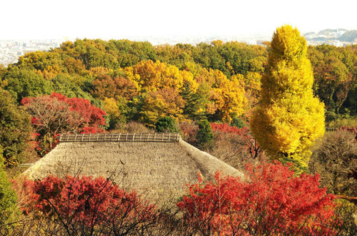 京王百草園201411-6