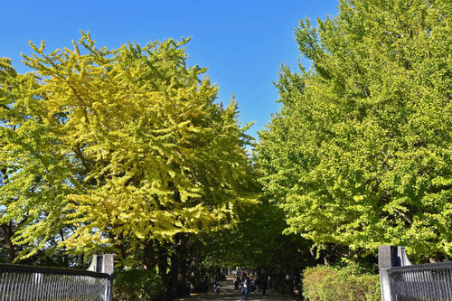 昭和記念公園201611
