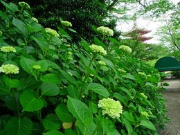 高幡不動尊090531-5