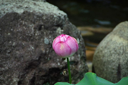 高幡不動尊20100807-3