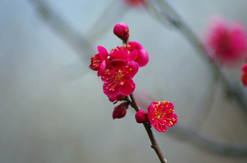 京王百草園20120303-5