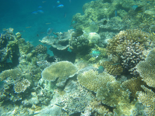 西表島船浮イダの浜201108-14