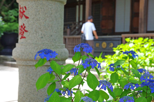 高幡不動尊201505-5