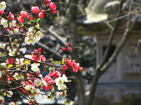 高幡不動尊の木瓜-6