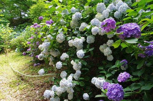 京王百草園201306-8