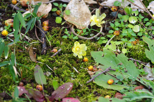 京王百草園20120303-3