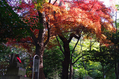 高幡不動尊201011-2