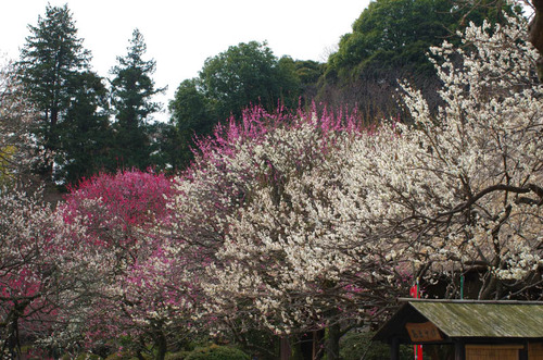京王百草園201503-5